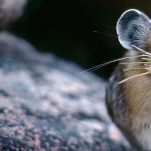 ماذا يعني رؤية الفأر في المنام؟