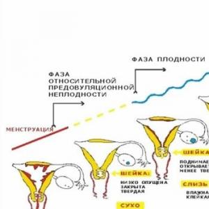 Каква е вероятността за зачеване в навечерието на менструацията, възможно ли е да забременеете няколко дни или седмица преди да започнат
