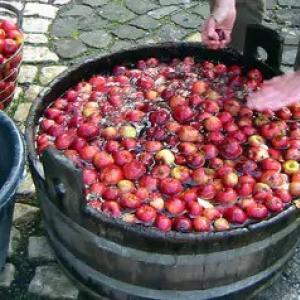 كيفية صنع النبيذ من التفاح المفروم